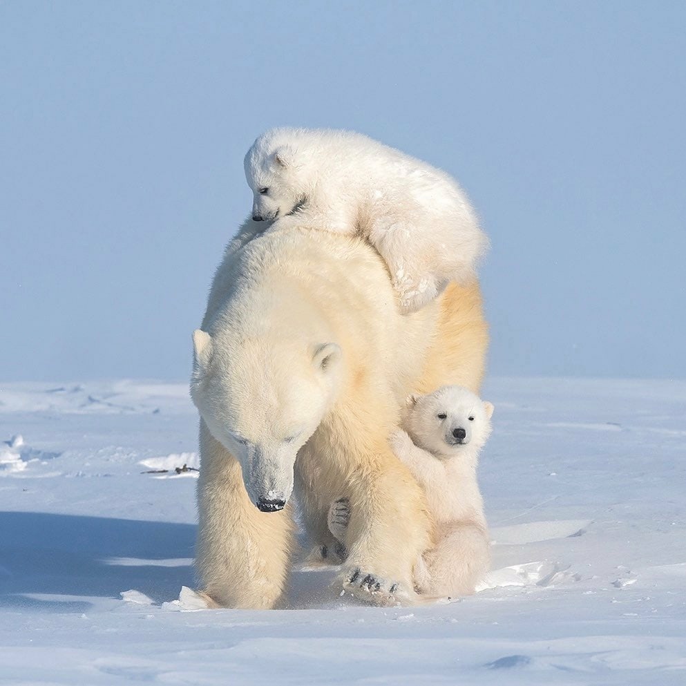 LewisPughFDN's tweet photo. Are we there yet? 🌊🐻‍❄️💙

📸: Hao Jiang https://t.co/ev0JCURl8x