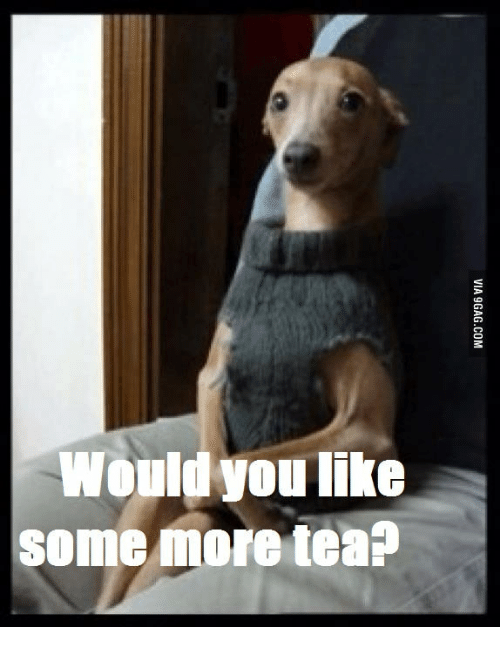 wondrousteapot's tweet photo. Why did I read this in Jenna Marble's voice? haha

#tea #tealovers #sweettea #teaparty #funnyteamemes #wondrousteapot #funny #teapuns #teapun #italiangreyhounds #dogg #jennamarbles https://t.co/mnnkofu61I