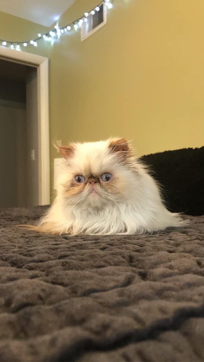 pheeb19's tweet photo. this is my girl Winston Bean😊💖 #gmmreadypetgo https://t.co/9qkdkzWfuD