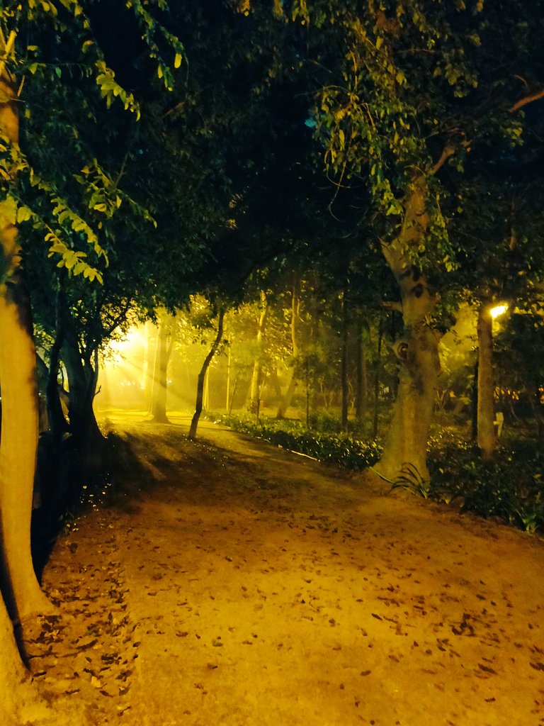 desi_rr's tweet photo. #RR                       #eveningwalk🚶‍♀️🚶‍♀️        

#dillirains🌧️🌧️    

                     #NatureBeauty🌳🌳🌧️🌧️ 

#NaturePhotography📸 
@arborsmarty @TreesPics https://t.co/5cZKAjENrN