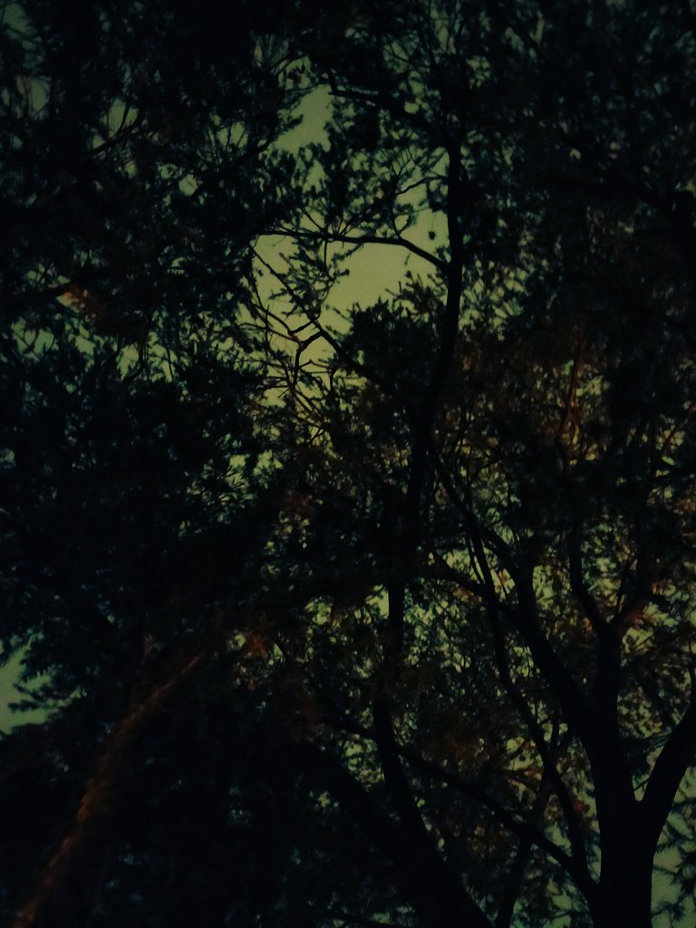 desi_rr's tweet photo. #RR                       #eveningwalk🚶‍♀️🚶‍♀️        

#dillirains🌧️🌧️    

                     #NatureBeauty🌳🌳🌧️🌧️ 

#NaturePhotography📸 
@arborsmarty @TreesPics https://t.co/5cZKAjENrN