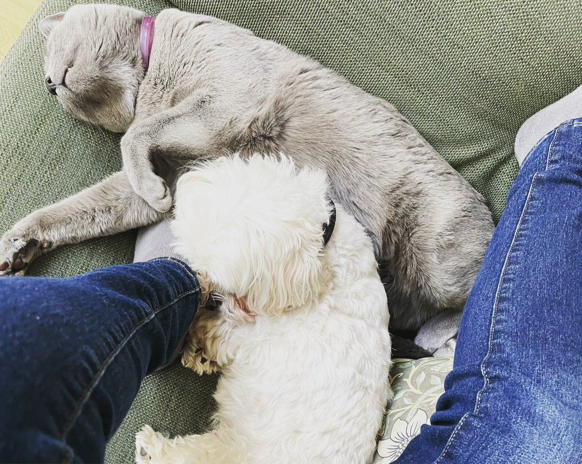 sara cox💙 tweet media