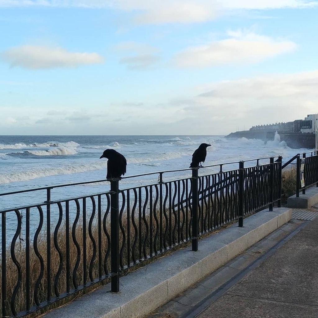 moley75's tweet photo. #twacorbies #crows #waves #whitleybay https://t.co/amhAB8y1vu https://t.co/ZnLfSPI9YA