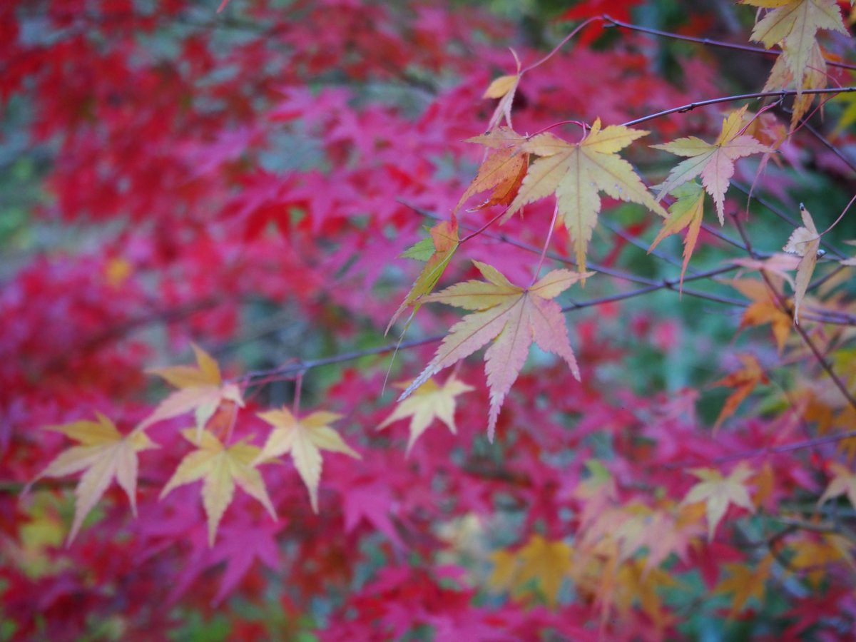 yupius's tweet photo. leaves turned to yellow, orange and red. 
nice to walk in woods. https://t.co/SUw7asMKNb