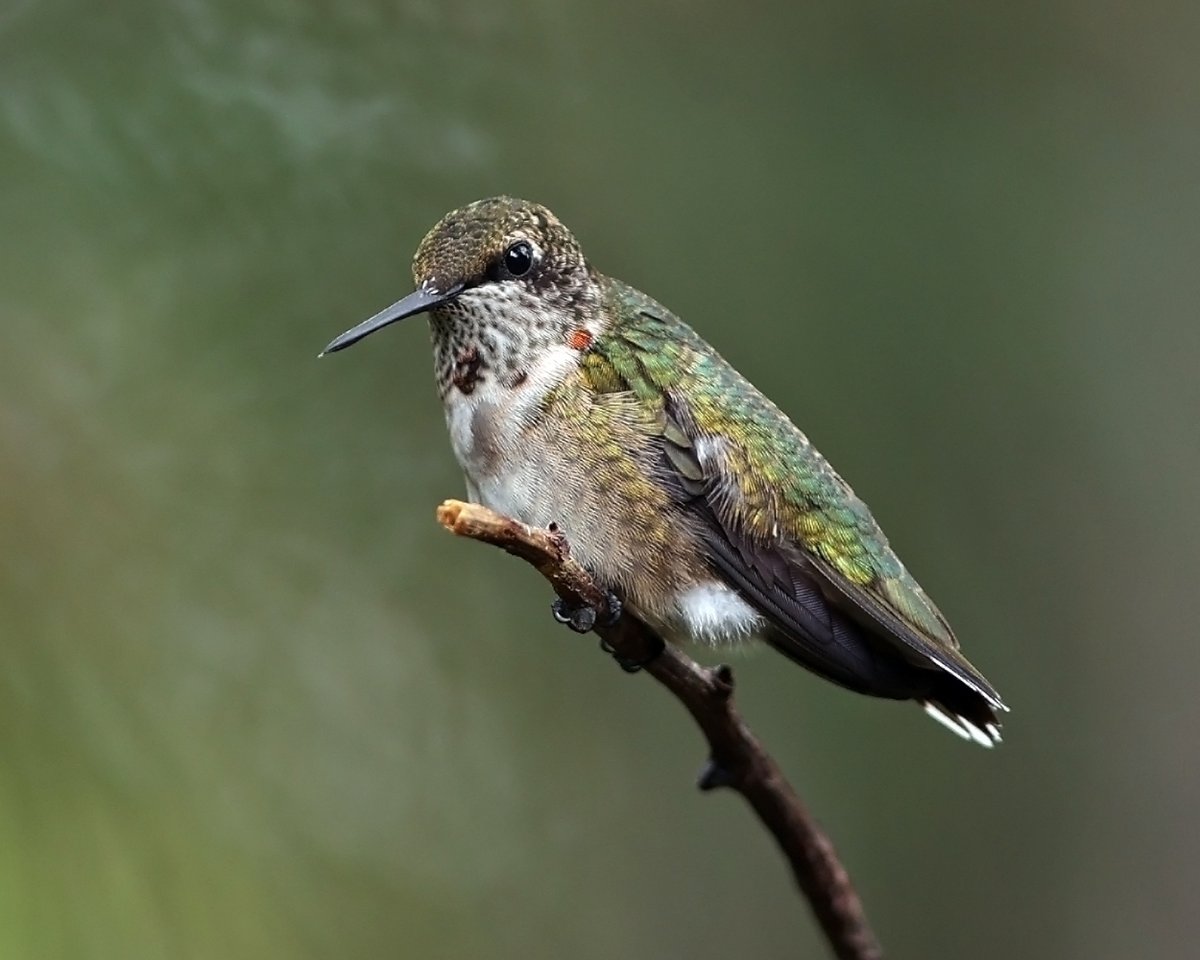 The 'Wood If You Could' Superlative Award for 'Best Title' goes to Brian Fox for the photograph titled "Little Hummer Boy"! #birdphotography #birding #birders #wildlifephotos #wildlifephotography