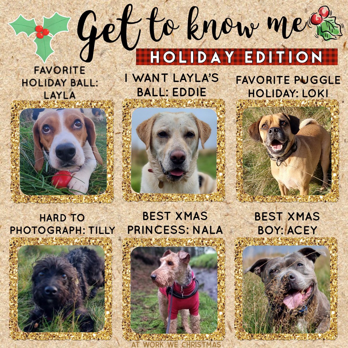 workwewalk's tweet photo. 🎄WELCOME DECEMBER 🎄🎄 Get to know me! 

❄️ Heeeeeeeeello December! We’re starting off December with a little holiday roll call! It’s the 2nd and let’s get to December adventures #atworkeewalk #dogs #dogsoftwitter #December #Christmas2021 https://t.co/0bgIjPhmqJ