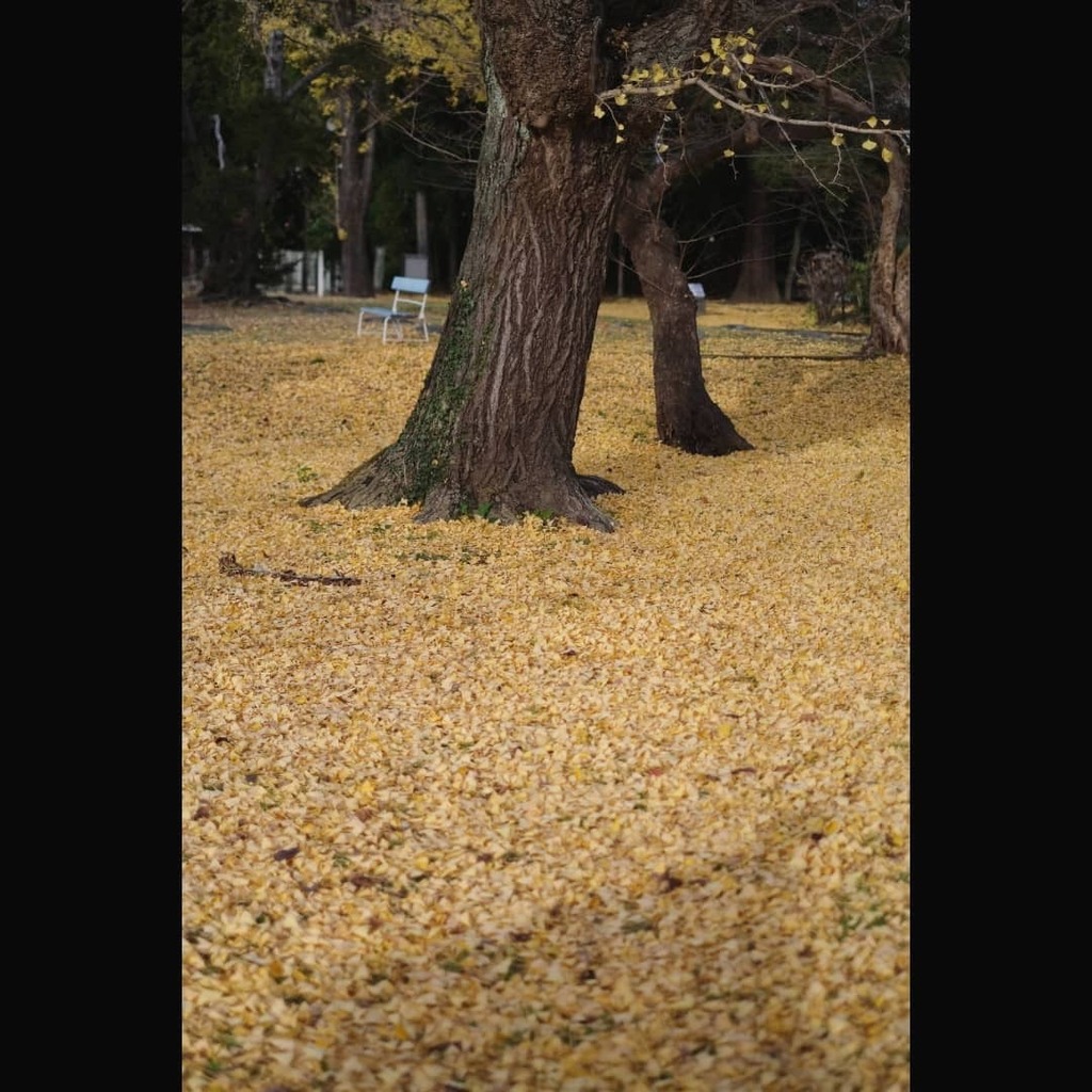 Yellow
#イチョウ #落葉 #仙台 #きいろ
#ginko #autumnleaves #fallphotography #sendai #landscape