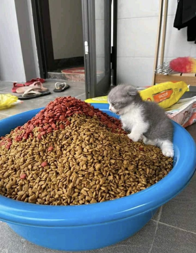 พาเด็กมากินบุฟเฟ่