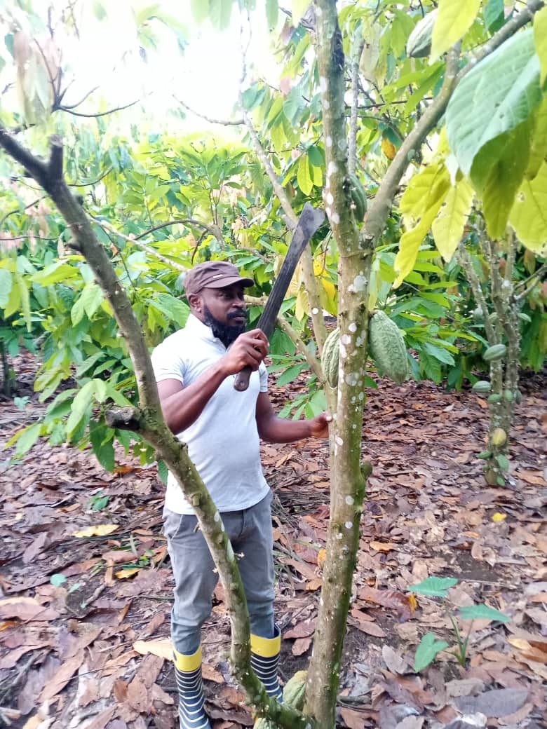 OboobiAyim's tweet image. @ghcocobod @peacefmonline 
#CocoaFarmer