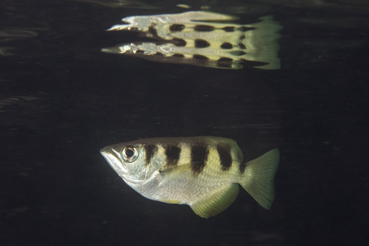 Varanussalvator's tweet photo. #FishABC: T is for Toxotes jaculatrix, the Banded Archerfish. An inhabitant of Singapore's coastal marine habitats, mangroves, and estuaries, this is another species capable of living in freshwater.

📷: Marc Rosenstein, Patricia Lorenz, Ria Tan https://t.co/HCHt6L4vGe