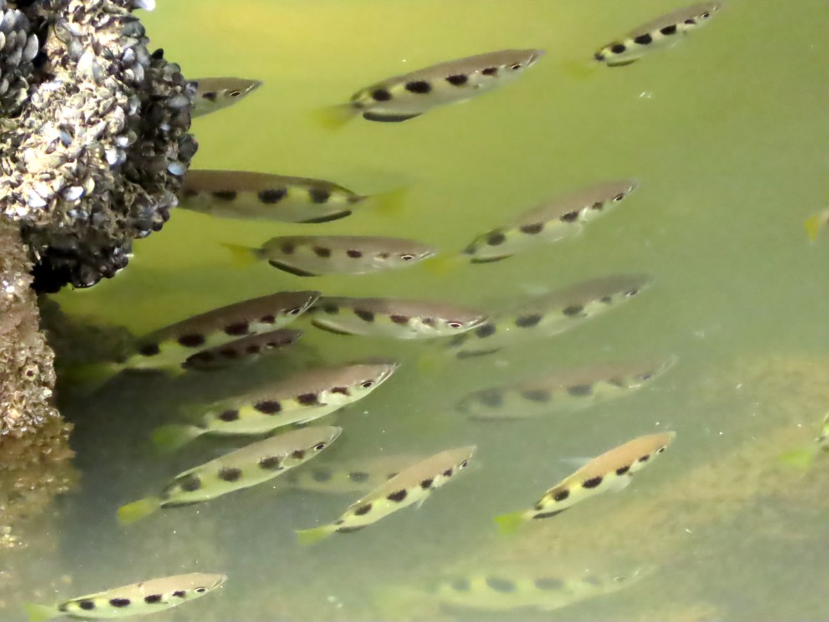 Varanussalvator's tweet photo. #FishABC: T is for Toxotes jaculatrix, the Banded Archerfish. An inhabitant of Singapore's coastal marine habitats, mangroves, and estuaries, this is another species capable of living in freshwater.

📷: Marc Rosenstein, Patricia Lorenz, Ria Tan https://t.co/HCHt6L4vGe