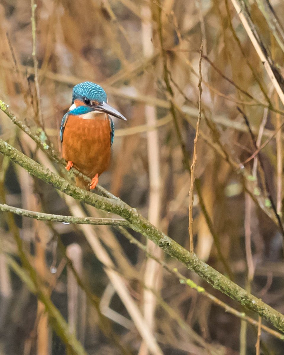 EscapesHabitat's tweet photo. A lovely shot of a beautiful kingfisher taken at Lower Mill Estate.

Did you know that you can tell male and female kingfishers apart by their bill colour? Females have a lovely orange lower bill, while a male's bill is black. https://t.co/sN1KWrkZnf