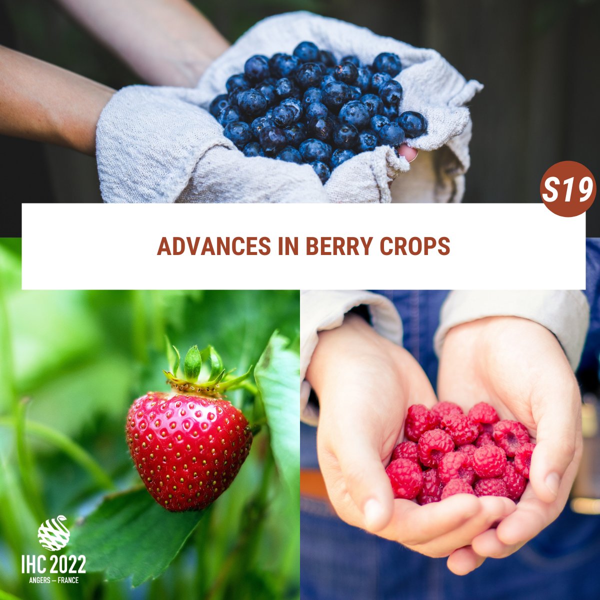 2022Ihc's tweet image. 🍓 S19  - Advances in berry crops.
Themes of the symposium will be diverse and will include biotechnology and new approaches in berry breeding, genomics and genome organisation in berry species, ecology for wild berry species...
To know more 👉bit.ly/3oYwRXn
#Berries2022