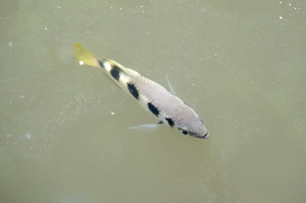 Varanussalvator's tweet photo. #FishABC: T is for Toxotes jaculatrix, the Banded Archerfish. An inhabitant of Singapore's coastal marine habitats, mangroves, and estuaries, this is another species capable of living in freshwater.

📷: Marc Rosenstein, Patricia Lorenz, Ria Tan https://t.co/HCHt6L4vGe