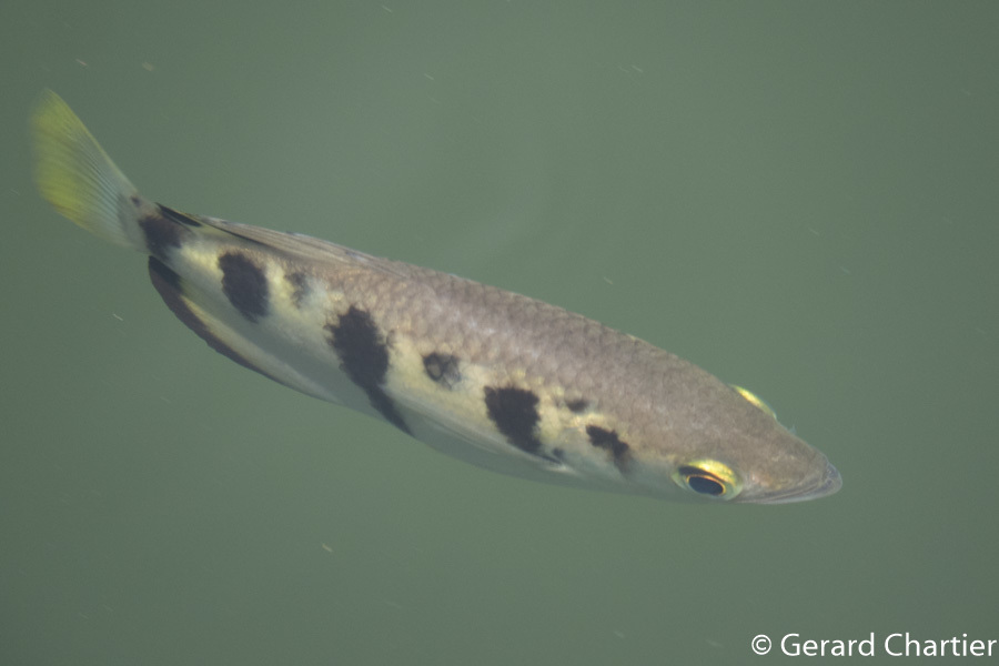Varanussalvator's tweet photo. #FishABC: T is for Toxotes chatareus, the Spotted Archerfish. Like the Banded Archerfish, this species is typically found in Singapore's mangroves &amp; estuaries, but is known to move upstream into freshwater.

📷: Ria Tan, Tan Kok Hui, Koh Soon Yap, Gerard Chartier https://t.co/e7qRTC7mfc