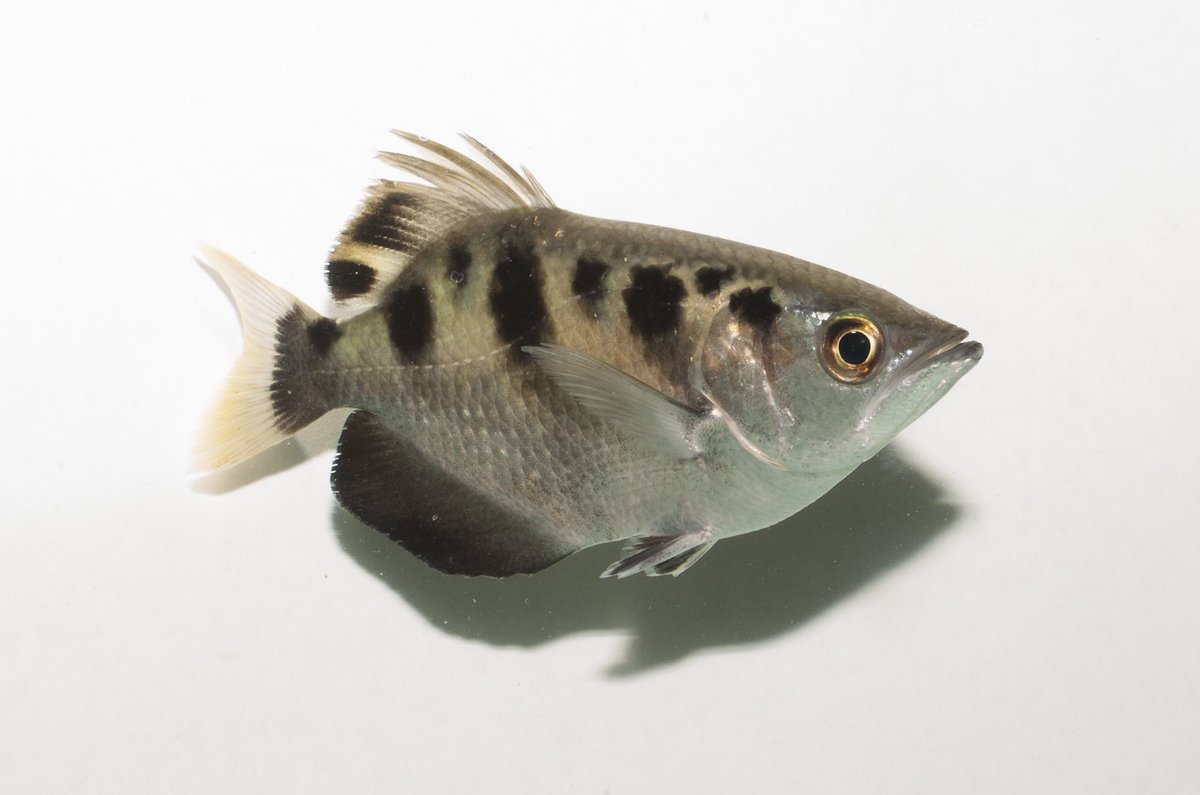 Varanussalvator's tweet photo. #FishABC: T is for Toxotes chatareus, the Spotted Archerfish. Like the Banded Archerfish, this species is typically found in Singapore's mangroves &amp; estuaries, but is known to move upstream into freshwater.

📷: Ria Tan, Tan Kok Hui, Koh Soon Yap, Gerard Chartier https://t.co/e7qRTC7mfc
