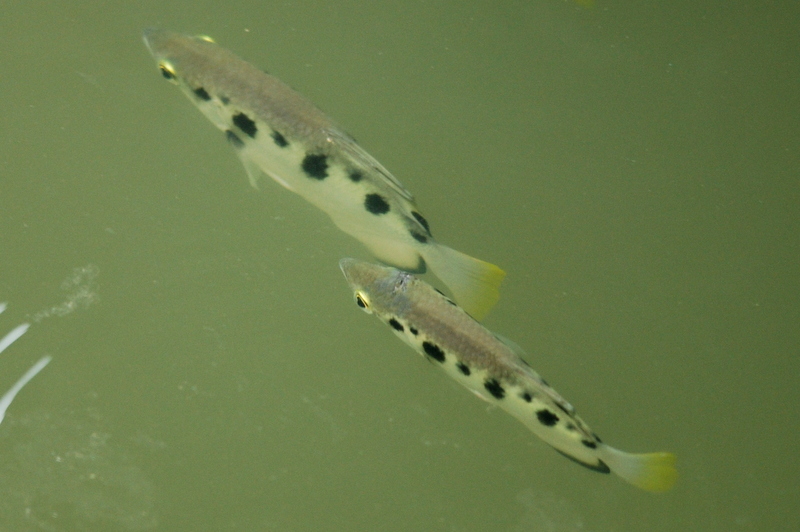 Varanussalvator's tweet photo. #FishABC: T is for Toxotes chatareus, the Spotted Archerfish. Like the Banded Archerfish, this species is typically found in Singapore's mangroves &amp; estuaries, but is known to move upstream into freshwater.

📷: Ria Tan, Tan Kok Hui, Koh Soon Yap, Gerard Chartier https://t.co/e7qRTC7mfc