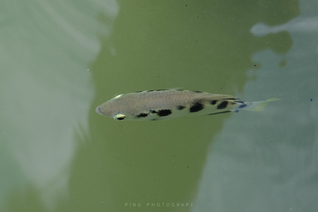 Varanussalvator's tweet photo. #FishABC: T is for Toxotes chatareus, the Spotted Archerfish. Like the Banded Archerfish, this species is typically found in Singapore's mangroves &amp; estuaries, but is known to move upstream into freshwater.

📷: Ria Tan, Tan Kok Hui, Koh Soon Yap, Gerard Chartier https://t.co/e7qRTC7mfc