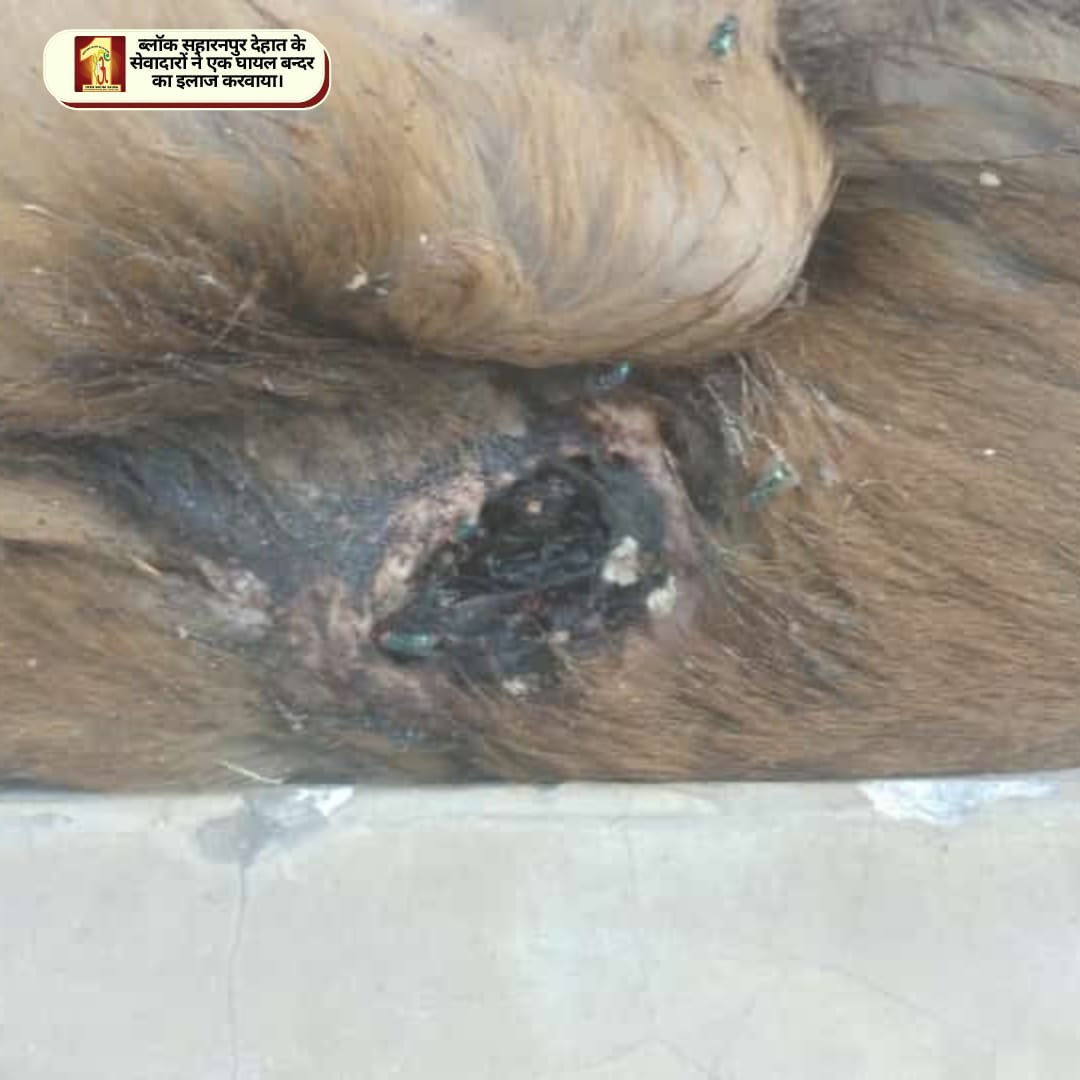 DSSNewsUpdates's tweet photo. DSS volunteers are contributing their part to d greater good by saving the animals. Their every action gives a new message of hope and compassion. We r thankful to St. Dr. @GurmeetRamRahim Singh Ji Insan for encouraging the masses to rescue every creature!
#Humanity #HelpingHand https://t.co/983QPbBX1l
