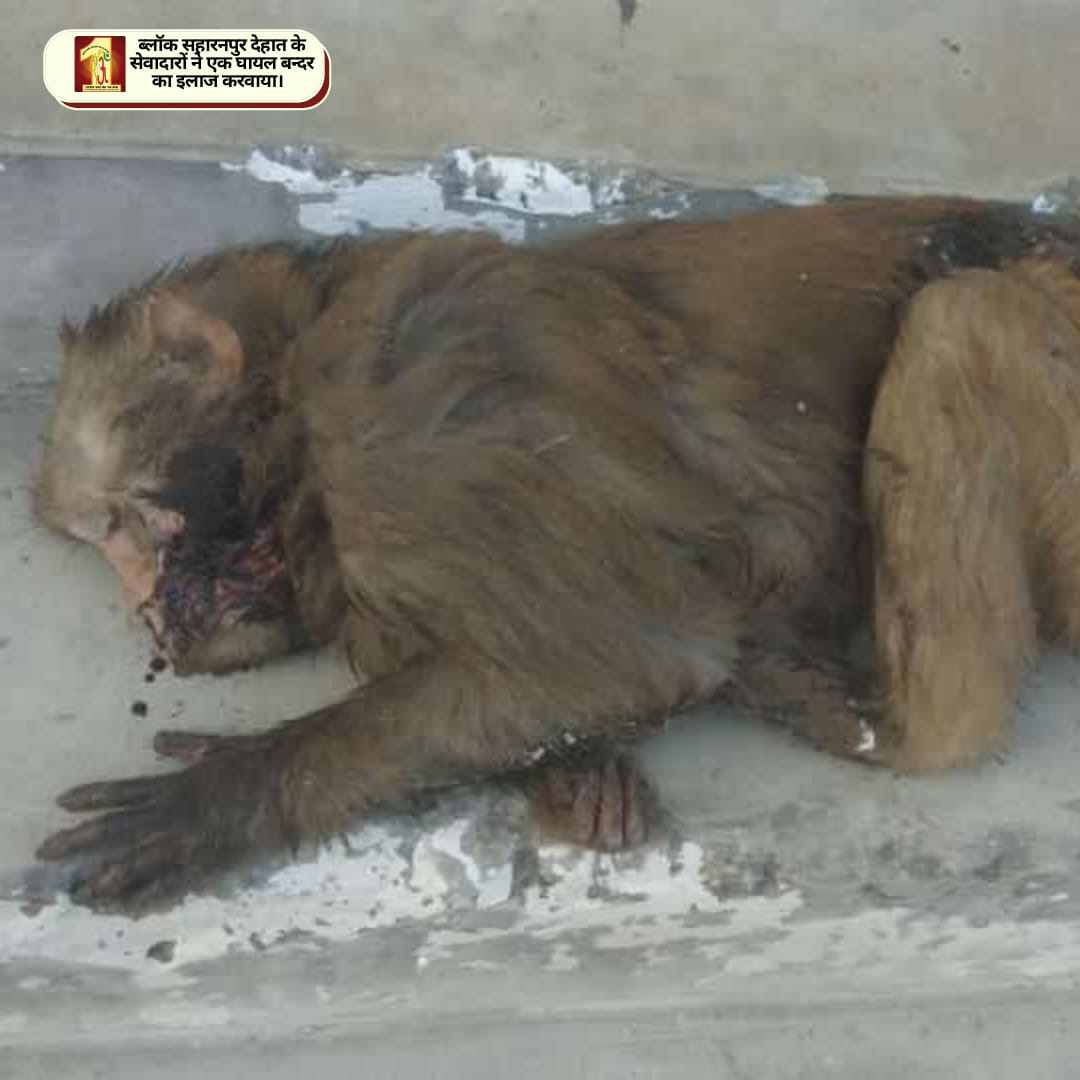 DSSNewsUpdates's tweet photo. DSS volunteers are contributing their part to d greater good by saving the animals. Their every action gives a new message of hope and compassion. We r thankful to St. Dr. @GurmeetRamRahim Singh Ji Insan for encouraging the masses to rescue every creature!
#Humanity #HelpingHand https://t.co/983QPbBX1l