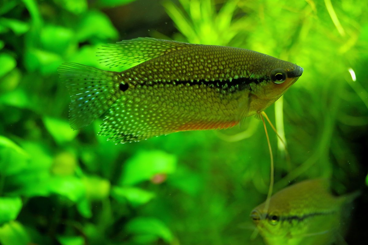 Varanussalvator's tweet photo. #FishABC: T is for Trichopodus leerii, the Pearl Gourami. Very common in the aquarium hobby, this gourami is native to Thailand, Peninsular Malaysia, Sumatra &amp; Borneo, and lives in association with peat swamp &amp; freshwater swamp forests.

📷: Mário Gomes, Stefan Kleynhans https://t.co/nH9DEjfzWs