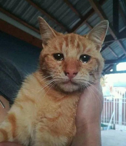 Y フィッツジェラルド あまりに悲しいね 動物は人間よりもずっとずっと感情があるんだよ T Co Ndrzyrsyyp Twitter