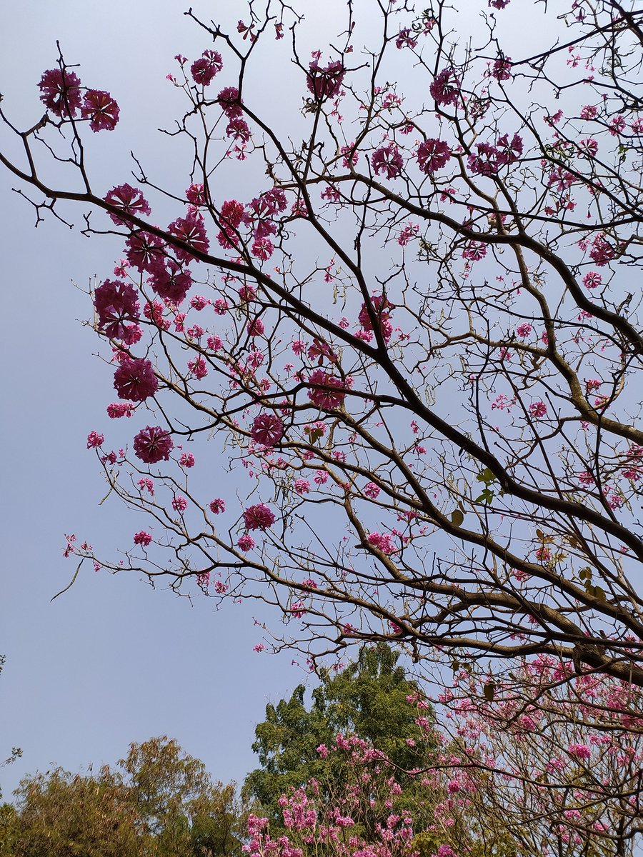 Pavitweets95's tweet photo. I leave the Communications Office @NCBS_Bangalore &amp; @BLiSC_India with my love for biology enriched by the science stories I've learnt and been able to tell. I will no longer be a part of the active #scicomm &amp; outreach efforts here, but I will always be an enthusiastic spectator. https://t.co/z1aLsCdezu