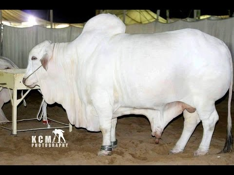 This one is a beast..! This has everything you get from a well