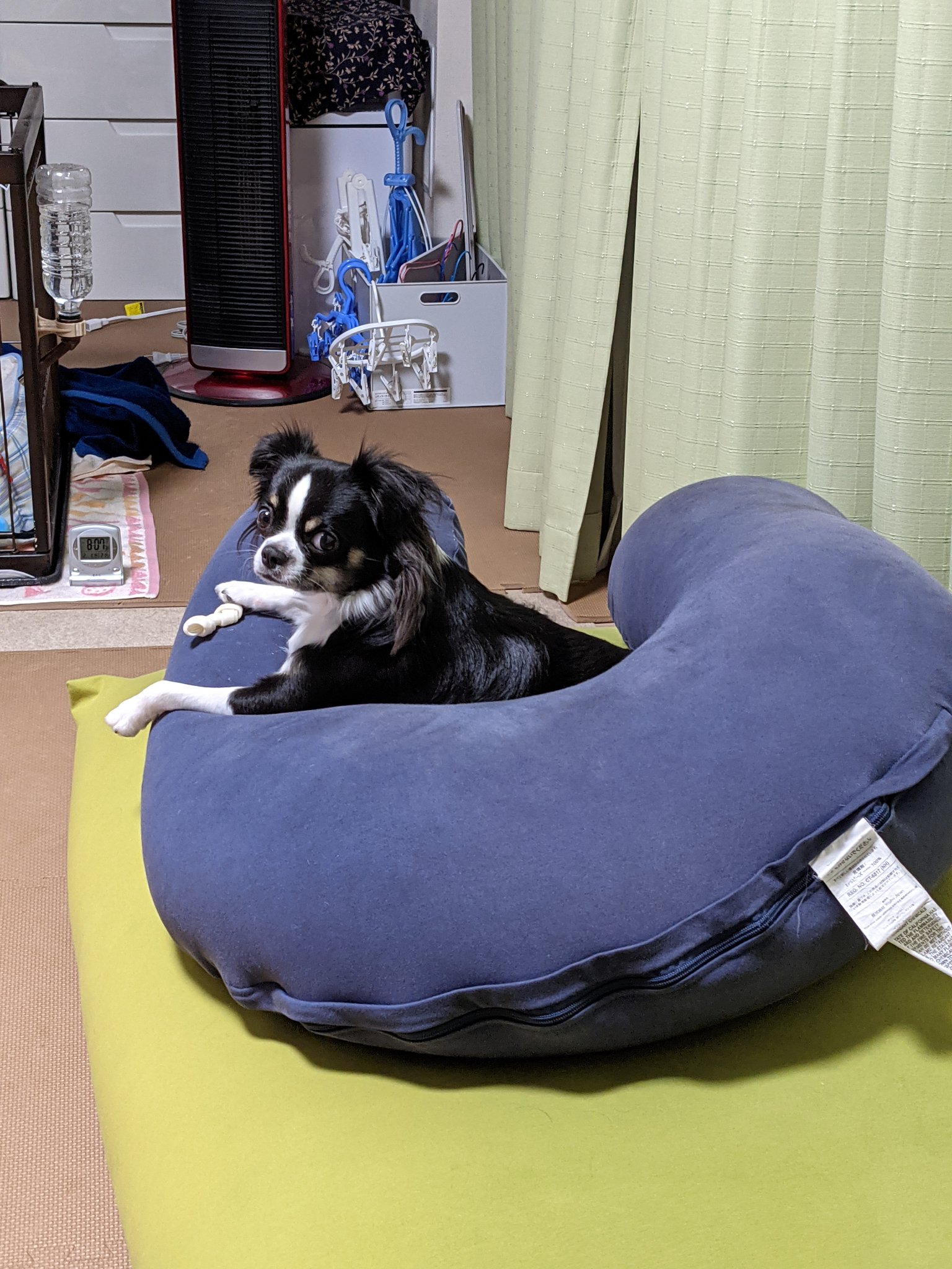 チワワのゴロー日記 Chiwawa Goro Twitter