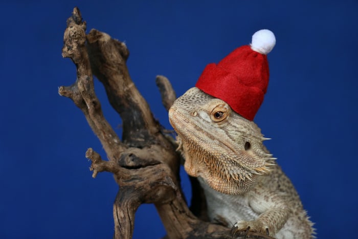 Pettrs_App's tweet photo. I wonder if Bearded Dragons believe in Santa 🤔

Every day leading up to Christmas, we're sharing festive snaps of pets and animals. You can join too, using #ChristmasCompanions

Sign up for early access now at https://t.co/vS5c7L3gmC

Because they make life better https://t.co/cj9HMh5RWj