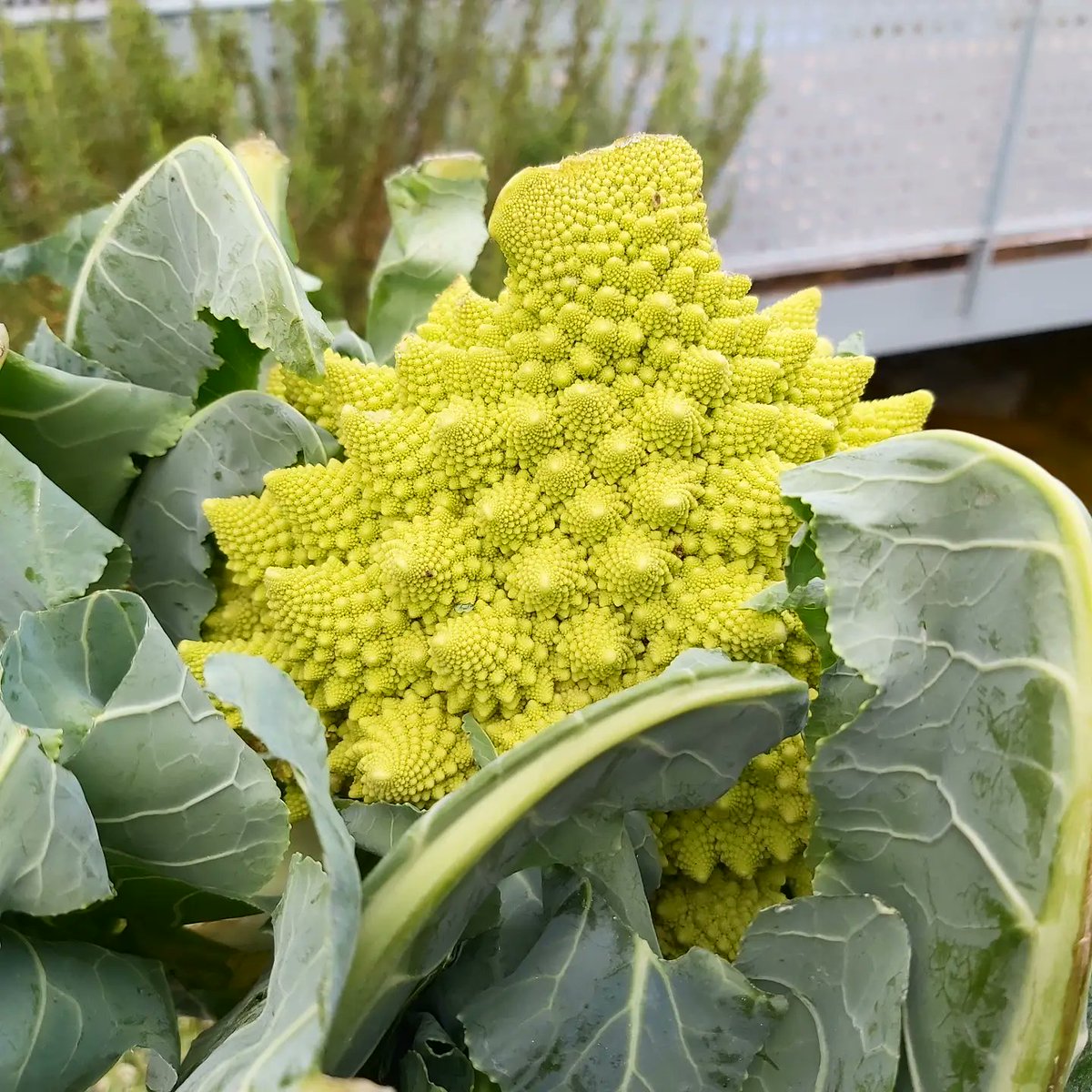 GFrusur's tweet photo. Bello por fuera, rico y nutritivo por dentro! 🥦 Te esperamos en nuestras tiendas con romanescu y muchos más productos!! https://t.co/1Ix34BnP3Z
