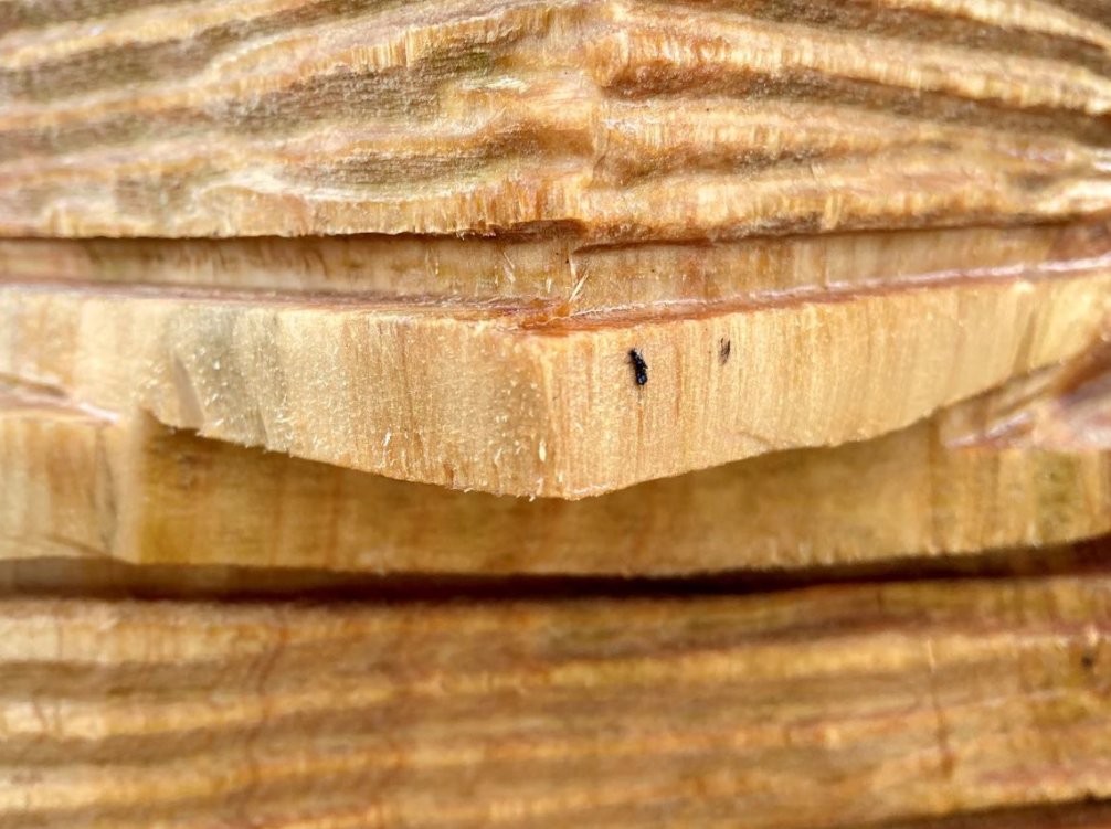 Burwell House tweet media