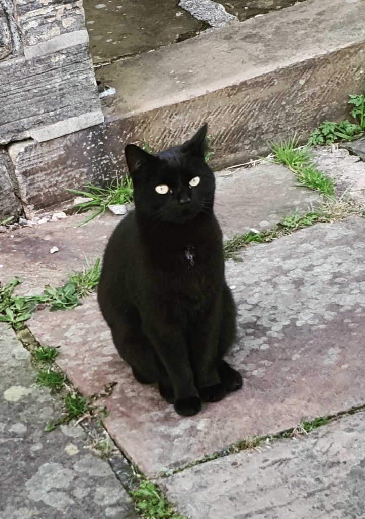 The_Salem_Cat's tweet photo. I am so sorry I have been absent. But, I am back! https://t.co/PxC9aViipe