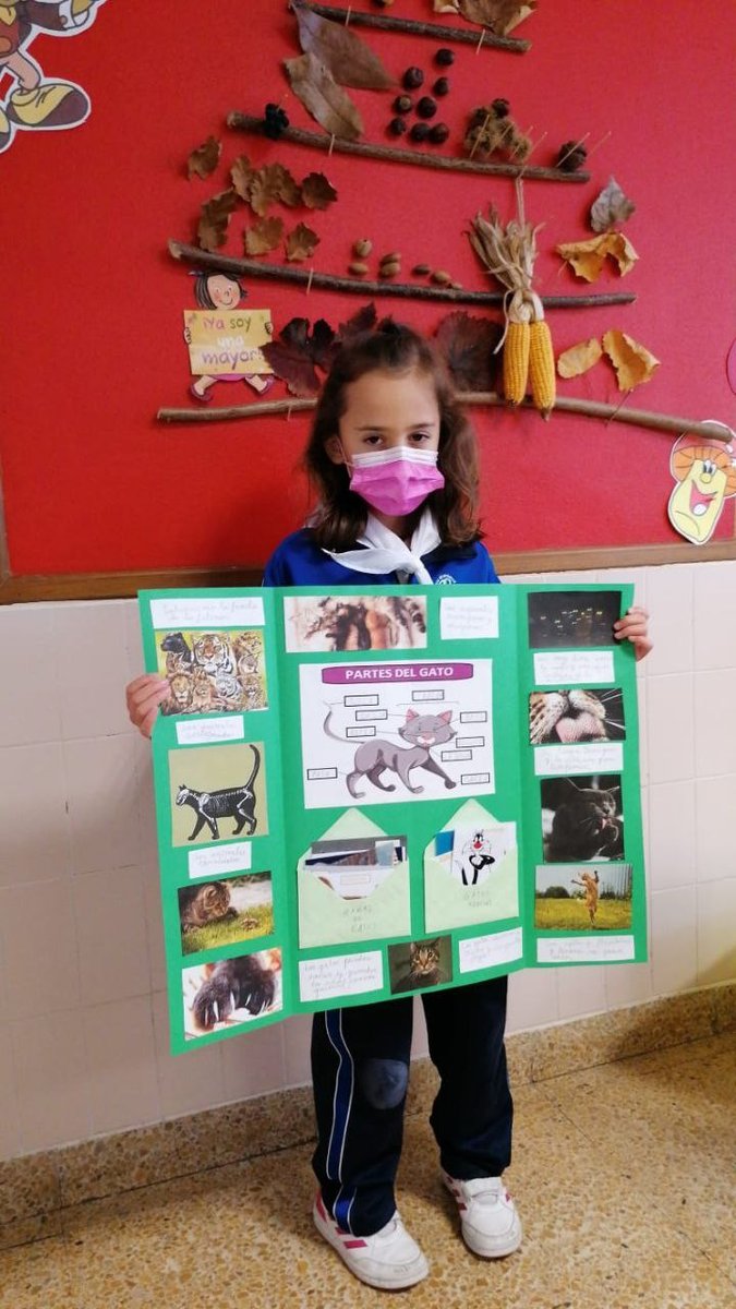 MilagrosaOviedo's tweet photo. El otoño 🍁, las estrellas⭐, los gatos🐱 y El Sistema Solar💫. Estos fueron los temas elegidos por nuestros investigadores e investigadoras de primero y segundo de Primaria la pasada semana. ¡Enhorabuena a todos!

#colemila #educaciónprimaria #proyectos #colegioshhcc https://t.co/0BmEpCcMKG
