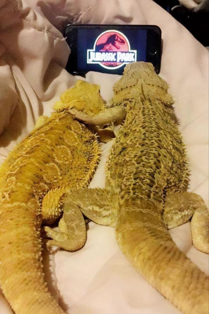 halilbabilli's tweet image. 