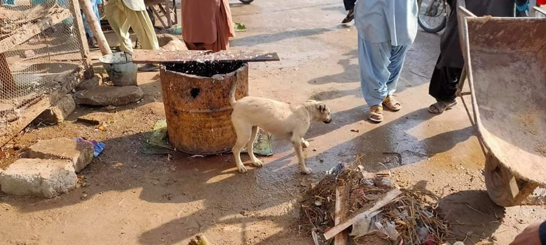 baghalikhan12's tweet image. سوئی کے گلی گلی کی یہ حالت ہے لوکل گورنمنٹ والے صفائی تک نہیں کر رہے باقی ترقیاتی کام تو دور کی بات #CorruptLocalGovtDerabugti