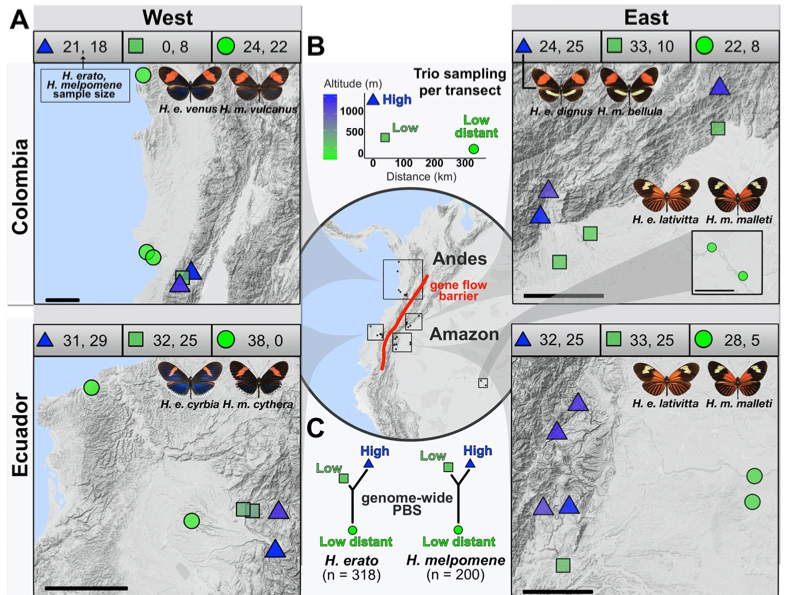 Very excited to share our study on the genomics of adaptation to altitude in Heliconius.

Thankful to everyone that made it possible: @mel_rosina <a href="/simonhmartin/">Simon Martin</a> <a href="/joana_meier/">Joana Meier</a> <a href="/NicolaNadeau/">Nicola Nadeau</a> <a href="/salazarbiol/">salazar.camilo</a> <a href="/Nicolrue/">NICOL RUEDA</a> <a href="/CarolineBacque2/">Caroline Bacquet</a>