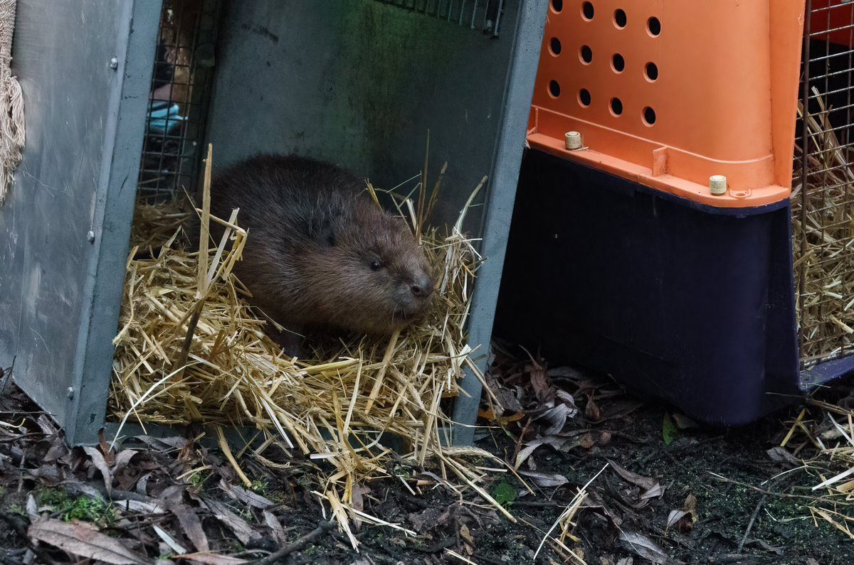 This year we've brought beavers back to Derbyshire and Nottinghamshire, where they've been absent for over 400 years! 🤩 Help us continue to bring beavers back to England by donating today 🦫 Every £1 donated gets DOUBLED during the @BigGive! 🪙 🪙 bit.ly/3rje2RF