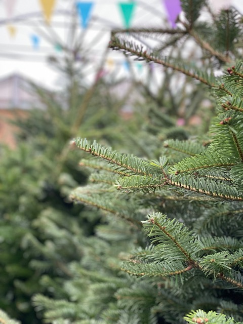 Our final newsletter of the year has just gone live! Check out our December Newsletter to take a look at our top gift picks and read all our monthly gardening tips - mailchi.mp/b67763587801/a…