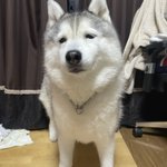 犬も月曜日の朝はつらいよねｗ顔が月曜日の朝になっている!