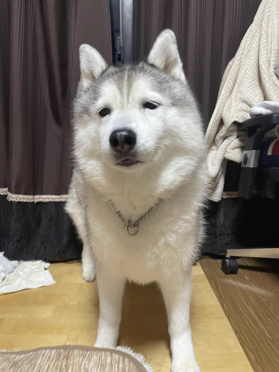 犬も月曜日の朝はつらいよねｗ顔が月曜日の朝になっているｗｗｗ