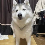 犬も月曜日の朝はつらいよねｗ顔が月曜日の朝になっている!