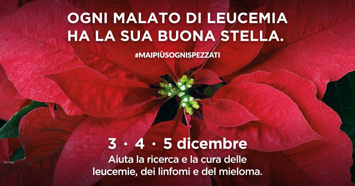 SimoneMoriOff's tweet photo. Chi può, accolga in casa una stella che darà luce alla ricerca contro le malattie del sangue🙏🏻 #StelleAil https://t.co/ektHDvlU5b