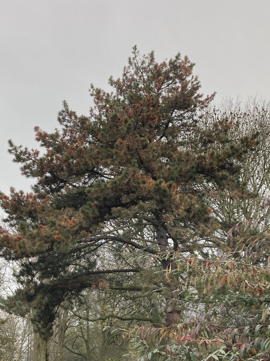 Jan Willems tweet media