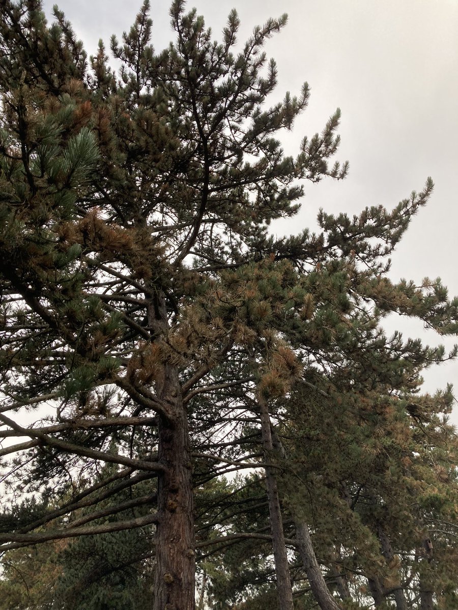 Jan Willems tweet media