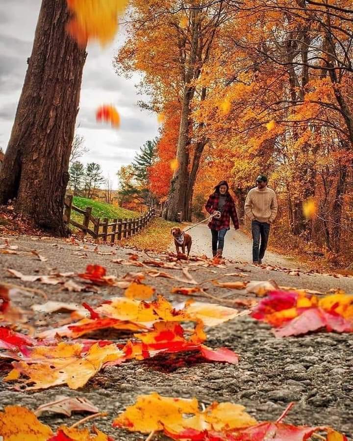 Рисунки осень шуточные. Осенний дождь. У нас то осень. Красивые высказывания про осень. Бабье лето.