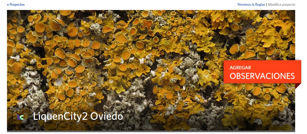 Volvemos tras hibernación por pandemia
Salimos a las calles, salimos desde los centros de estudio, salimos practicando #cienciaciudadana para aprender más sobre líquenes, #naturalezaurbana y #calidad del #aire. En <a href="/inaturalist/">iNaturalist</a> ya disponible para #Oviedo 
inaturalist.org/projects/lique…
