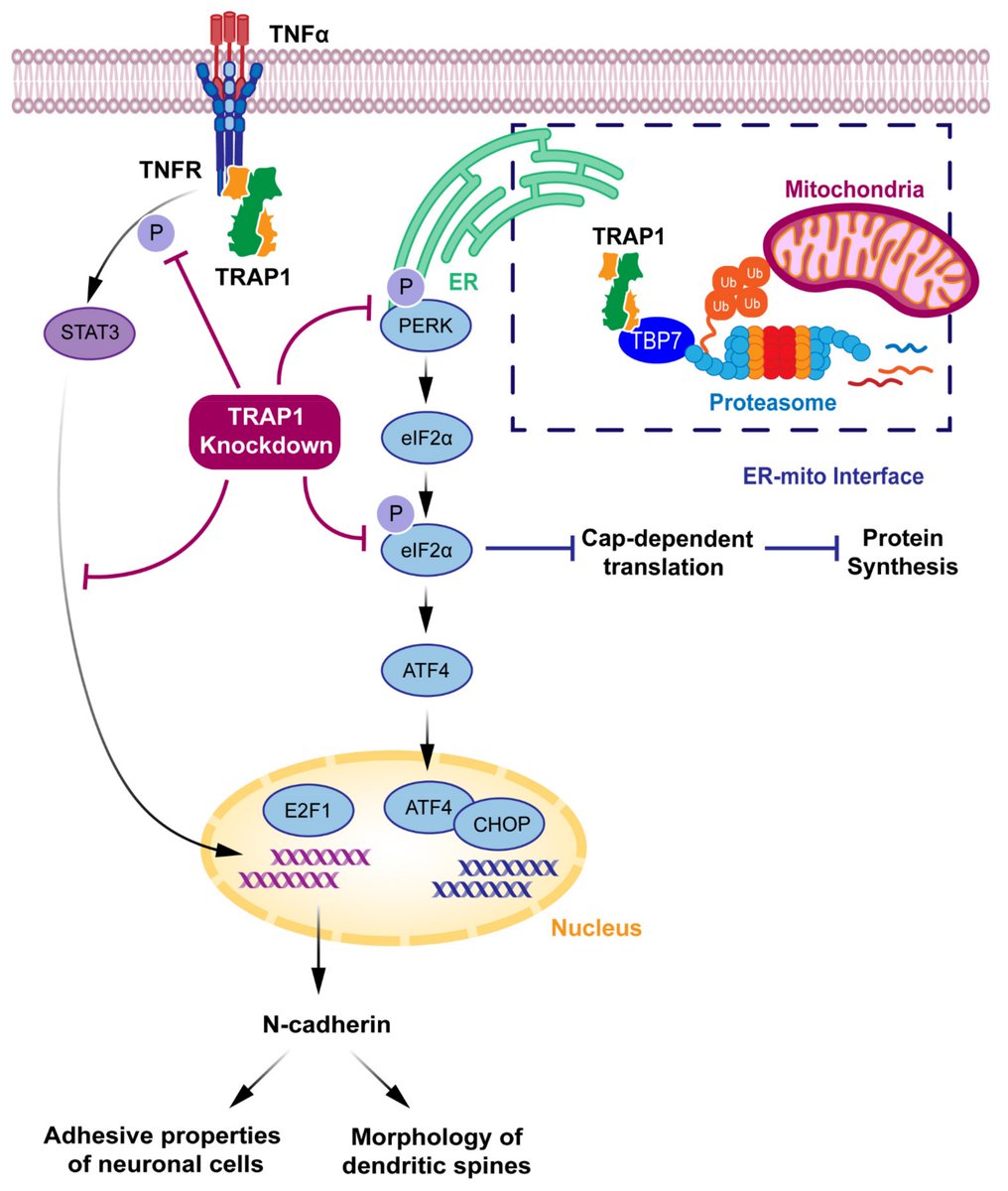 📖Read our new review paper "#TRAP1 in #OxidativeStress and #Neurodegeneration" by Dr. Henrique Alves et al. <a href="/CHAlves_iCBR/">Henrique Alves</a> from the Retinal Dysfunction and Neuroinflammation Lab

👉Find more details at mdpi.com/2076-3921/10/1…