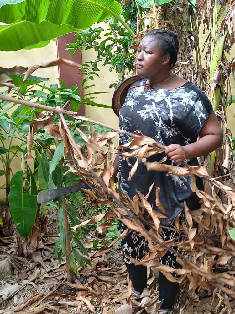 d3liq's tweet image. #cocoafarmer