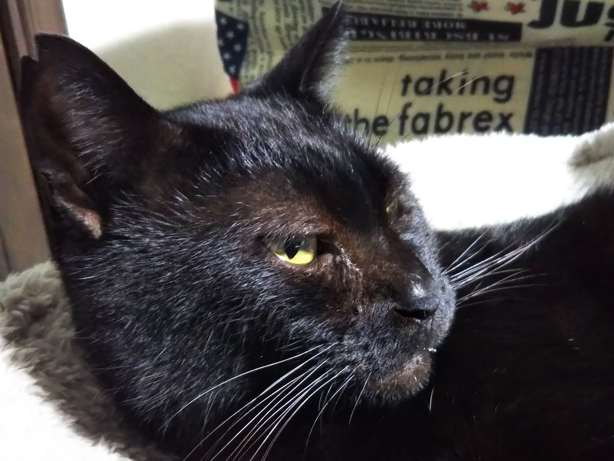 Kord スマホで撮ろうとしたら めっちゃ睨んできた 右のはコワイから見ちゃイケマセン 猫 猫好きさんと繋がりたい 猫のいる暮らし 怖い顔 睨み顔 保護猫と暮らす 黒猫 T Co 2wrubscmat Twitter